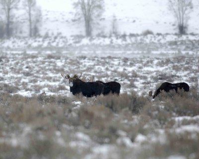 Moose, 3 Bulls-123007-Airport Junction, Grand Teton Natl Park-#0022.jpg