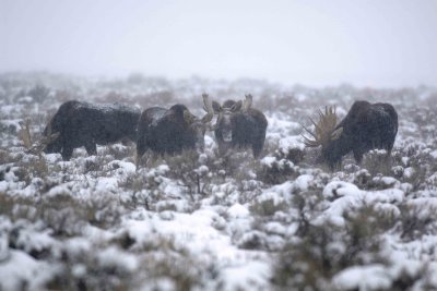 Moose, 4 Bulls, 1 missing 1 antler, snowing-122907-Airport Junction, Grand Teton Natl Park-#0220.jpg
