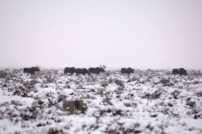 Moose, 6, snowing-122907-Airport Junction, Grand Teton Natl Park-#0009.jpg