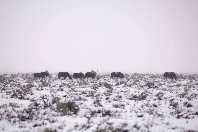 Moose, 6, snowing-122907-Airport Junction, Grand Teton Natl Park-#0010.jpg
