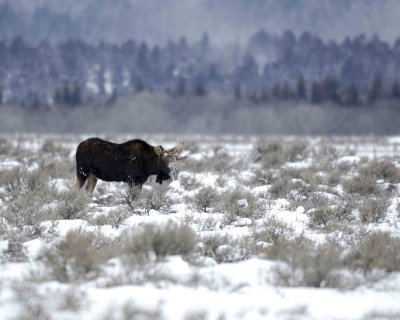 Moose, Bull, missing 1 antler-123007-Airport Junction, Grand Teton Natl Park-#0047.jpg