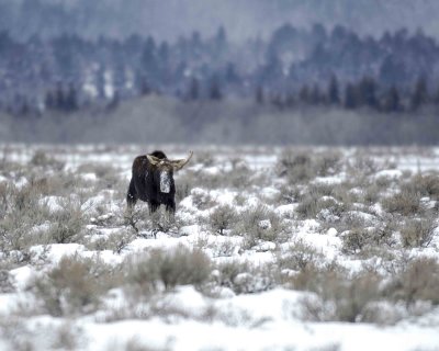 Moose, Bull, missing 1 antler-123007-Airport Junction, Grand Teton Natl Park-#0057.jpg