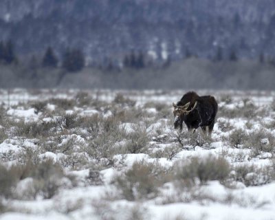 Moose, Bull, missing 1 antler-123007-Airport Junction, Grand Teton Natl Park-#0086.jpg