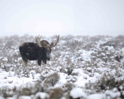 Moose, Bull, snowing-122907-Airport Junction, Grand Teton Natl Park-#0241.jpg