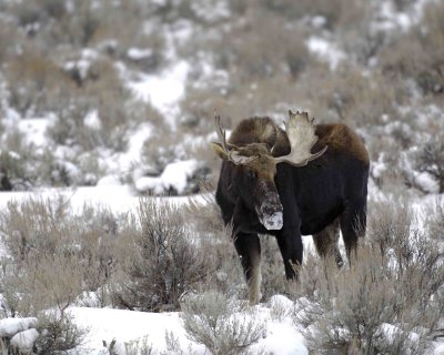 Moose, Bull-123007-Gros Ventre River, Grand Teton Natl Park-#0231.jpg