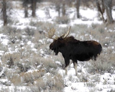 Moose, Bull-123007-Gros Ventre River, Grand Teton Natl Park-#0238.jpg