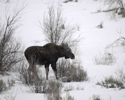 Moose, Calf, snowing-122907-Gros Ventre River, Grand Teton Natl Park-#0076.jpg