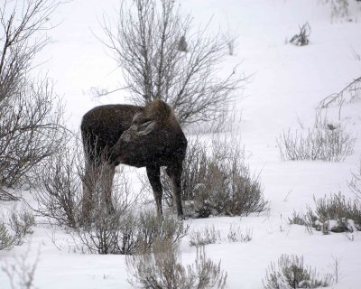 Moose, Calf, snowing-122907-Gros Ventre River, Grand Teton Natl Park-#0090.jpg