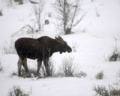 Moose, Calf, snowing-122907-Gros Ventre River, Grand Teton Natl Park-#0118.jpg
