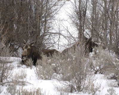 Moose, Cow & Calf, in willows, snowing-122907-Gros Ventre River, Grand Teton Natl Park-#0037.jpg