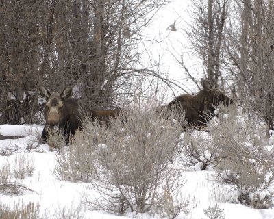 Moose, Cow & Calf, in willows, snowing-122907-Gros Ventre River, Grand Teton Natl Park-#0040.jpg