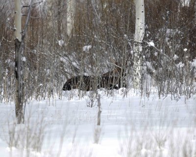 Moose, laying down in willows-122807-Oxbow Bend, Grand Teton Natl Park-#0140.jpg