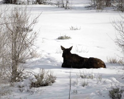 Moose, laying in willows-123107-Gros Ventre River, Grand Teton Natl Park-#0581.jpg
