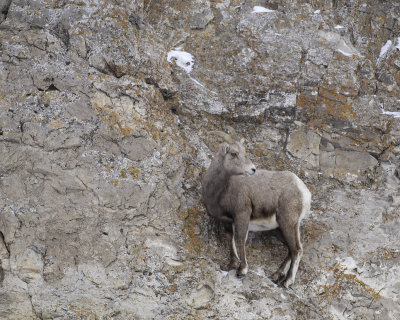 Sheep, Rocky Mountain, Ewe-123107-Elk Refuge Road, Jackson, WY-#0399.jpg