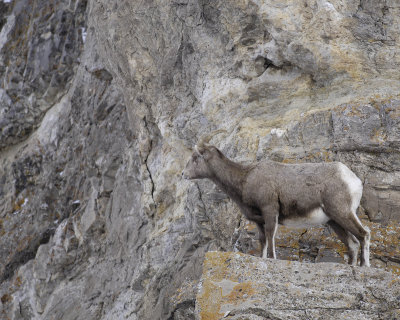 Sheep, Rocky Mountain, Ewe-123107-Elk Refuge Road, Jackson, WY-#0407.jpg