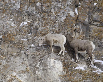 Sheep, Rocky Mountain, Lamb & Ewe-123107-Elk Refuge Road, Jackson, WY-#0365.jpg