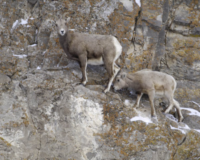Sheep, Rocky Mountain, Lamb & Ewe-123107-Elk Refuge Road, Jackson, WY-#0370.jpg