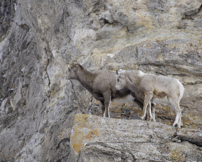 Sheep, Rocky Mountain, Lamb & Ewe-123107-Elk Refuge Road, Jackson, WY-#0414.jpg