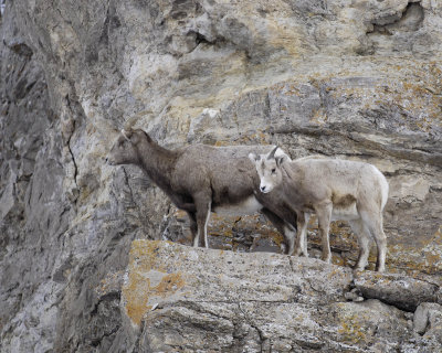 Sheep, Rocky Mountain, Lamb & Ewe-123107-Elk Refuge Road, Jackson, WY-#0416.jpg