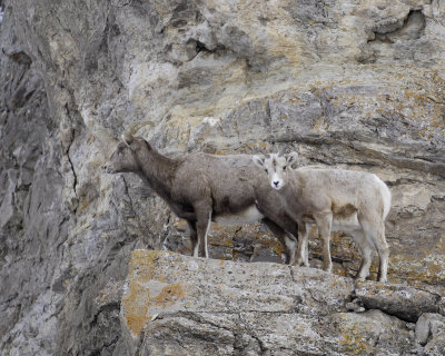 Sheep, Rocky Mountain, Lamb & Ewe-123107-Elk Refuge Road, Jackson, WY-#0420.jpg
