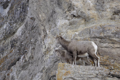 Sheep, Rocky Mountain, Lamb & Ewe-123107-Elk Refuge Road, Jackson, WY-#0422.jpg