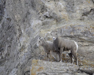 Sheep, Rocky Mountain, Lamb & Ewe-123107-Elk Refuge Road, Jackson, WY-#0425.jpg