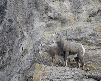 Sheep, Rocky Mountain, Lamb & Ewe-123107-Elk Refuge Road, Jackson, WY-#0427.jpg