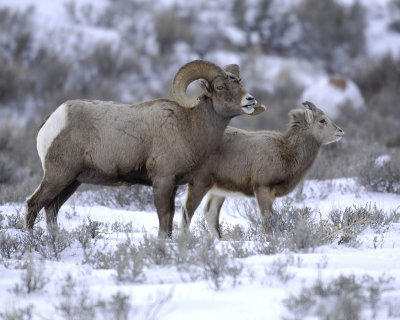 Sheep, Rocky Mountain, Lamb & Ram-123107-Elk Refuge Road, Jackson, WY-#0450.jpg