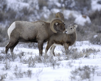 Sheep, Rocky Mountain, Lamb & Ram-123107-Elk Refuge Road, Jackson, WY-#0483.jpg