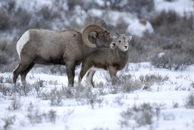 Sheep, Rocky Mountain, Lamb & Ram-123107-Elk Refuge Road, Jackson, WY-#0484.jpg