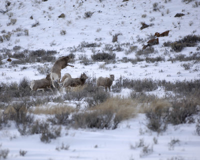 Sheep, Rocky Mountain, Lamb Jumping-123107-Elk Refuge Road, Jackson, WY-#0560.jpg