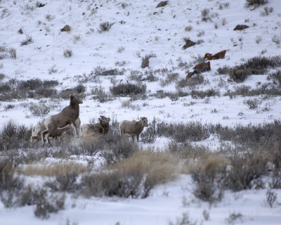 Sheep, Rocky Mountain, Lamb Jumping-123107-Elk Refuge Road, Jackson, WY-#0561.jpg