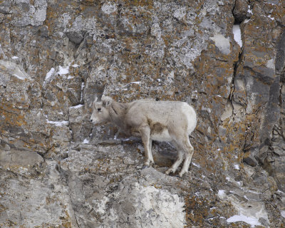 Sheep, Rocky Mountain, Lamb-123107-Elk Refuge Road, Jackson, WY-#0384.jpg