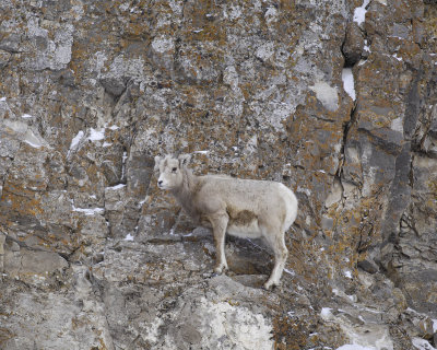 Sheep, Rocky Mountain, Lamb-123107-Elk Refuge Road, Jackson, WY-#0396.jpg