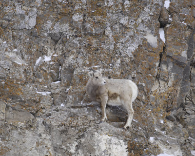 Sheep, Rocky Mountain, Lamb-123107-Elk Refuge Road, Jackson, WY-#0404.jpg
