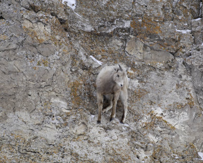 Sheep, Rocky Mountain, Lamb-123107-Elk Refuge Road, Jackson, WY-#0410.jpg