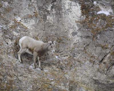 Sheep, Rocky Mountain, Lamb-123107-Elk Refuge Road, Jackson, WY-#0413.jpg