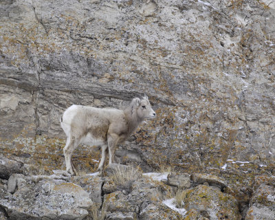 Sheep, Rocky Mountain, Lamb-123107-Elk Refuge Road, Jackson, WY-#0441.jpg