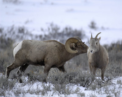 Sheep, Rocky Mountain, Ram & Ewe-123107-Elk Refuge Road, Jackson, WY-#0444.jpg