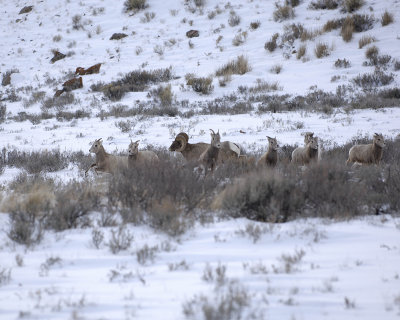 Sheep, Rocky Mountain, Ram Rounding up Herd-123107-Elk Refuge Road, Jackson, WY-#0573.jpg