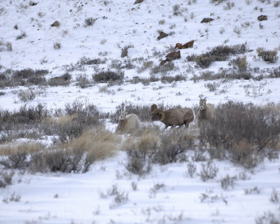 Sheep, Rocky Mountain, Ram Rounding up Herd-123107-Elk Refuge Road, Jackson, WY-#0575.jpg
