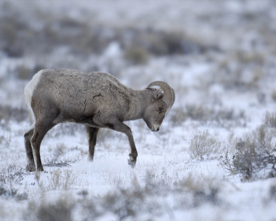 Sheep, Rocky Mountain, Ram, pawing snow-123107-Elk Refuge Road, Jackson, WY-#0239.jpg