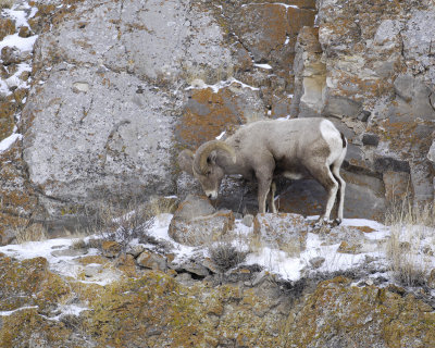 Sheep, Rocky Mountain, Ram-123107-Elk Refuge Road, Jackson, WY-#0255.jpg