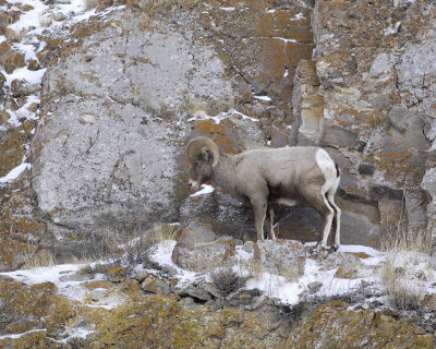 Sheep, Rocky Mountain, Ram-123107-Elk Refuge Road, Jackson, WY-#0259.jpg