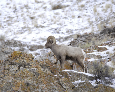 Sheep, Rocky Mountain, Ram-123107-Elk Refuge Road, Jackson, WY-#0288.jpg