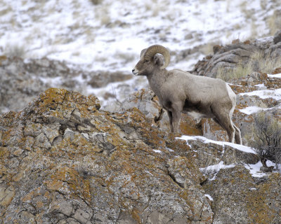 Sheep, Rocky Mountain, Ram-123107-Elk Refuge Road, Jackson, WY-#0304.jpg