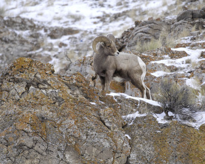 Sheep, Rocky Mountain, Ram-123107-Elk Refuge Road, Jackson, WY-#0311.jpg