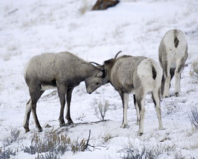 Sheep, Rocky Mountain, 2 Lambs sparring-123107-Elk Refuge Road, Jackson Hole, WY-#0132.jpg