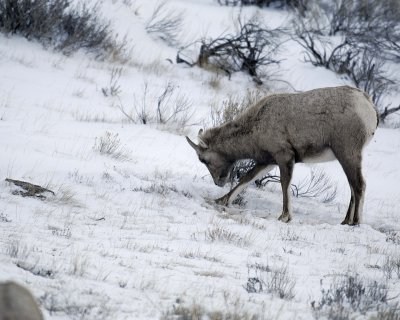 Sheep, Rocky Mountain, Ewe, pawing snow-123107-Elk Refuge Road, Jackson Hole, WY-#0235.jpg