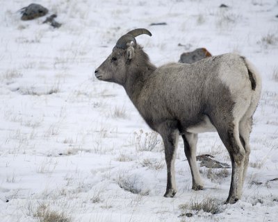 Sheep, Rocky Mountain, Ewe-123107-Elk Refuge Road, Jackson Hole, WY-#0223.jpg